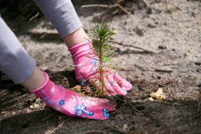 В Марий Эл сажают деревья для восстановления погибшего в пожарах леса
