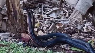 Две взрослые змеи устроили дуэль прямо во дворе дома - схватка попала на видео!