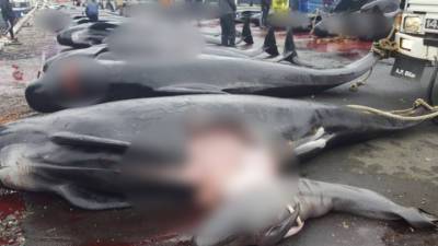 Массовое убийство дельфинов: люди в красной от крови воде