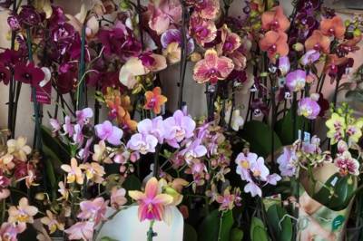 Держите подальше от мужчин: почему нельзя выращивать орхидею дома