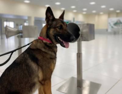 В аэропортах ОАЭ собаки успешно тестируют людей на COVID-19