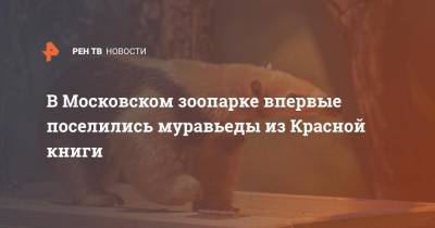 В Московском зоопарке впервые поселились муравьеды из Красной книги