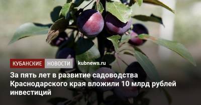За пять лет в развитие садоводства Краснодарского края вложили 10 млрд рублей инвестиций