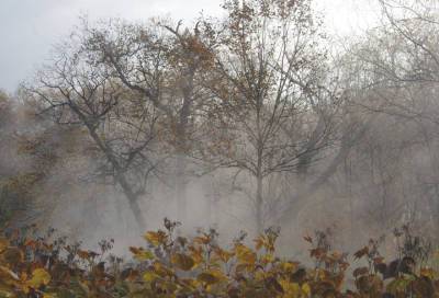 Жителей Ленобласти предупредили о дожде и заморозках 17 сентября