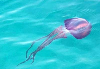 В Эйлате обнаружили редких сиреневых медуз
