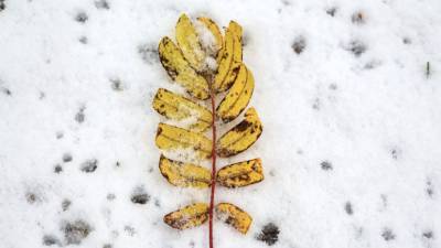 В ЯНАО на текущей неделе ожидается первый снег - russian.rt.com - окр. Янао - район Тазовский - Пуровск
