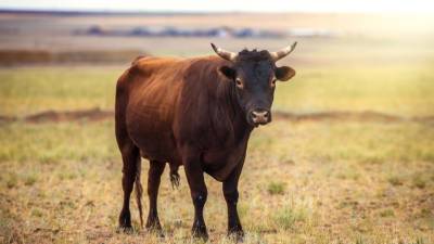 Полиции США потребовалось восемь месяцев для поимки сбежавшего быка