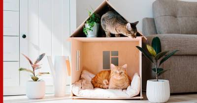 Икота, Хипстер и Пармезан: самые необычные клички для кошки или кота