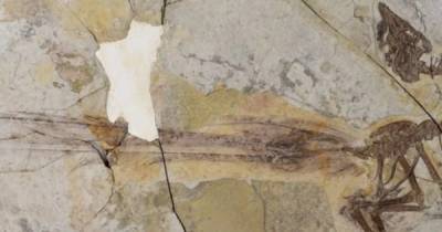 Жил 120 млн лет назад. Ученые обнаружили предка современных птиц с очень непрактичным хвостом