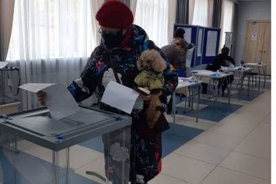 Почти 250 тысяч человек уже проголосовали на выборах в Ленобласти