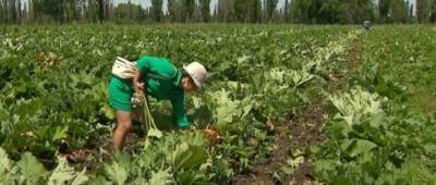 Украинцев призвали «придержать» землю: цены будут расти