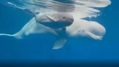 Детеныш белого кита впервые родился в неволе в российском океанариуме