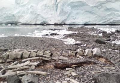 Украинцы нашли в Антарктиде останки гигантского животного тысячелетней давности