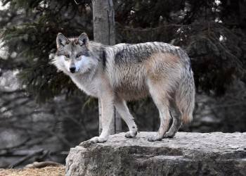 В Вологодской области волк вышел к жилым домам