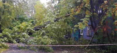 Огромное дерево рухнуло на жилой дом в Петрозаводске (ФОТО)