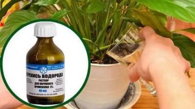 strong>Недорогое аптечное средство с полезными свойствами для домашних растений