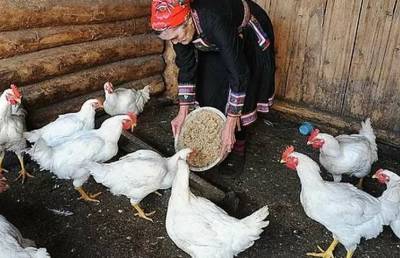 Российским дачникам запретили разводить кур