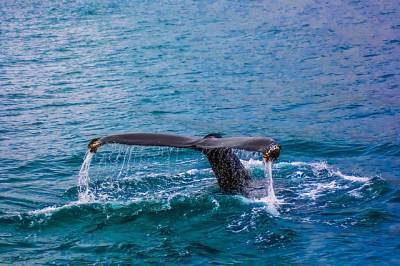 Белые киты могу исчезнуть из-за потепления Атлантического океана и мира