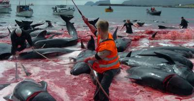 На Фарерских островах убили 1480 дельфинов. Китобои говорят, что это было ошибкой