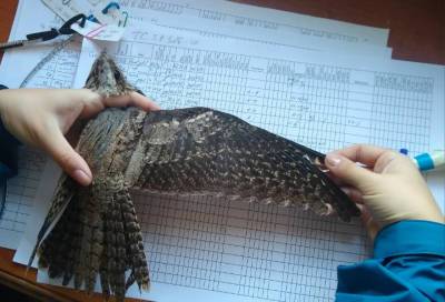 Сотрудники Ладожской орнитологической станции показали козодоя "в развертке"