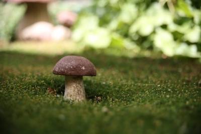 Волгоградцам рассказали, как избежать отравления грибами