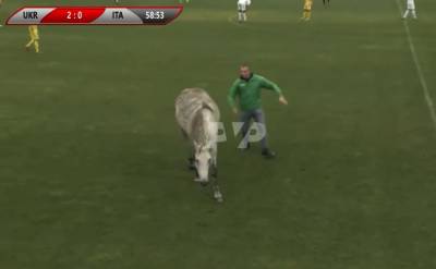 На Полтавщине собаки и лошадь едва не сорвали матч Украина - Италия: видео