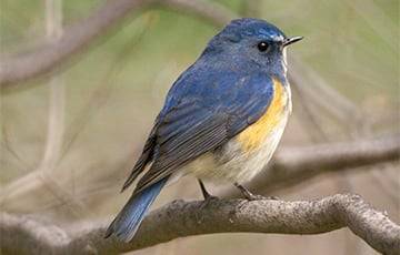 Новый вид: на севере Беларуси обнаружили «синюю птицу»