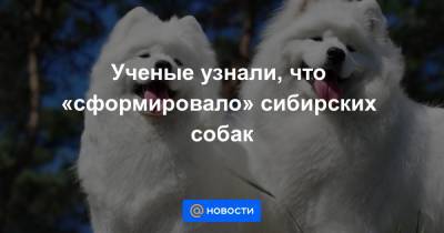 Ученые узнали, что «сформировало» сибирских собак
