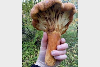 Житель Екатеринбурга нашел гриб-гигант с запахом селедки