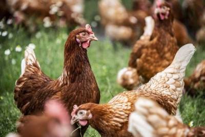 Стало известно о повышении оптовых цен на мясо птицы и яйца
