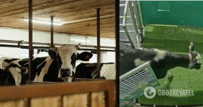 Коров научили ходить в туалет ради улучшения экологии - видео