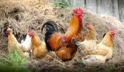 Эксперты назвали угрозу заноса птичьего гриппа в Башкирию «высокой»