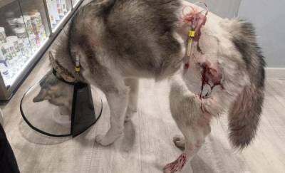 В Тюмени мужчина жестоко изрезал ножом свою собаку на глазах очевидцев