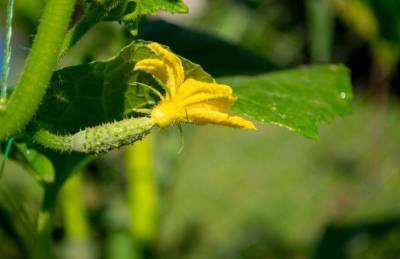 Почему желтеют листья огурцов: опытные огородники назвали возможные причины