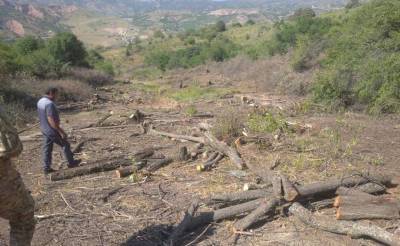 Депутат Расул Кушербаев заявил, что на территории курортной зоны "Амирсай" вырублено 700 деревьев
