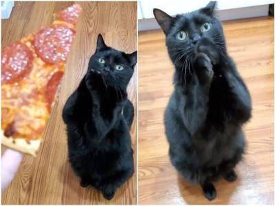 Кот выпрашивает еду настолько мило, что отказать – невозможно