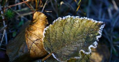 ГСЧС предупреждает о заморозках: в каких регионах похолодает