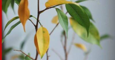 Почему желтеют листья у комнатных растений: основные причины и как предотвратить