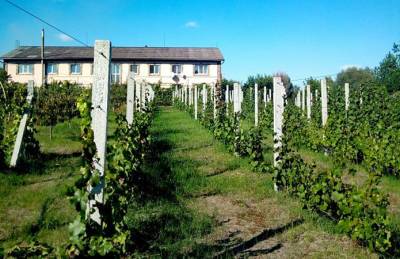Винодельня на Черниговщине планирует расширять плантации