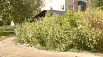 На улице Леонова трава стала выше человеческого роста - penzainform.ru - Благоустройство