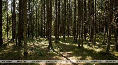 В Беларуси за сутки более 90 человек и 32 единицы техники привлекались к поиску потерявшихся в лесах