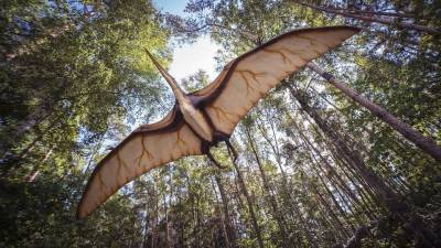В пустыне Атакама обнаружены окаменелые останки летающего ящера возрастом 160 млн лет