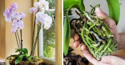 Три копеечных препарата, которые спасут орхидею и помогут ей нарастить корни