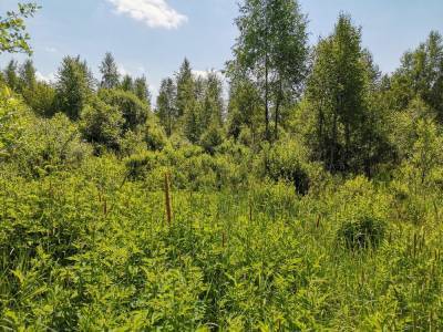 145 гектаров, принадлежащих Русскому Фонду содействия образованию и науке, заросли кустарником