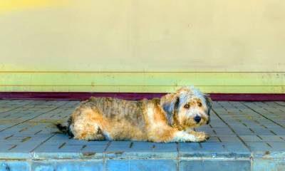 В Петрозаводске собака попала в капкан на улице