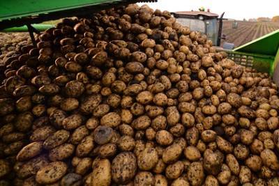 Украина оказалась главным поставщиком картофеля в Белоруссию