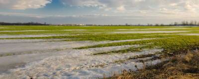 Патрушев: площадь озимых зерновых и масличных культур составит порядка 19,5 млн га