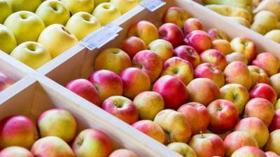 Дачники Подмосковья смогут сдать избытки урожая яблок на переработку