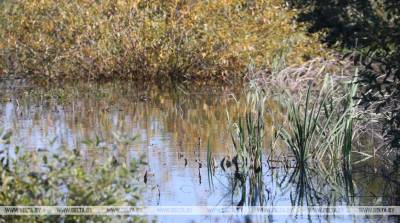 Более 3 тыс. га болот восстановлено в двух районах Гомельской области в этом году
