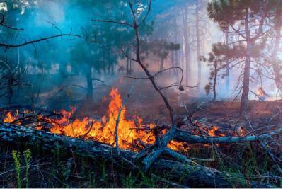 В Якутии за сутки потушили четыре лесных пожара